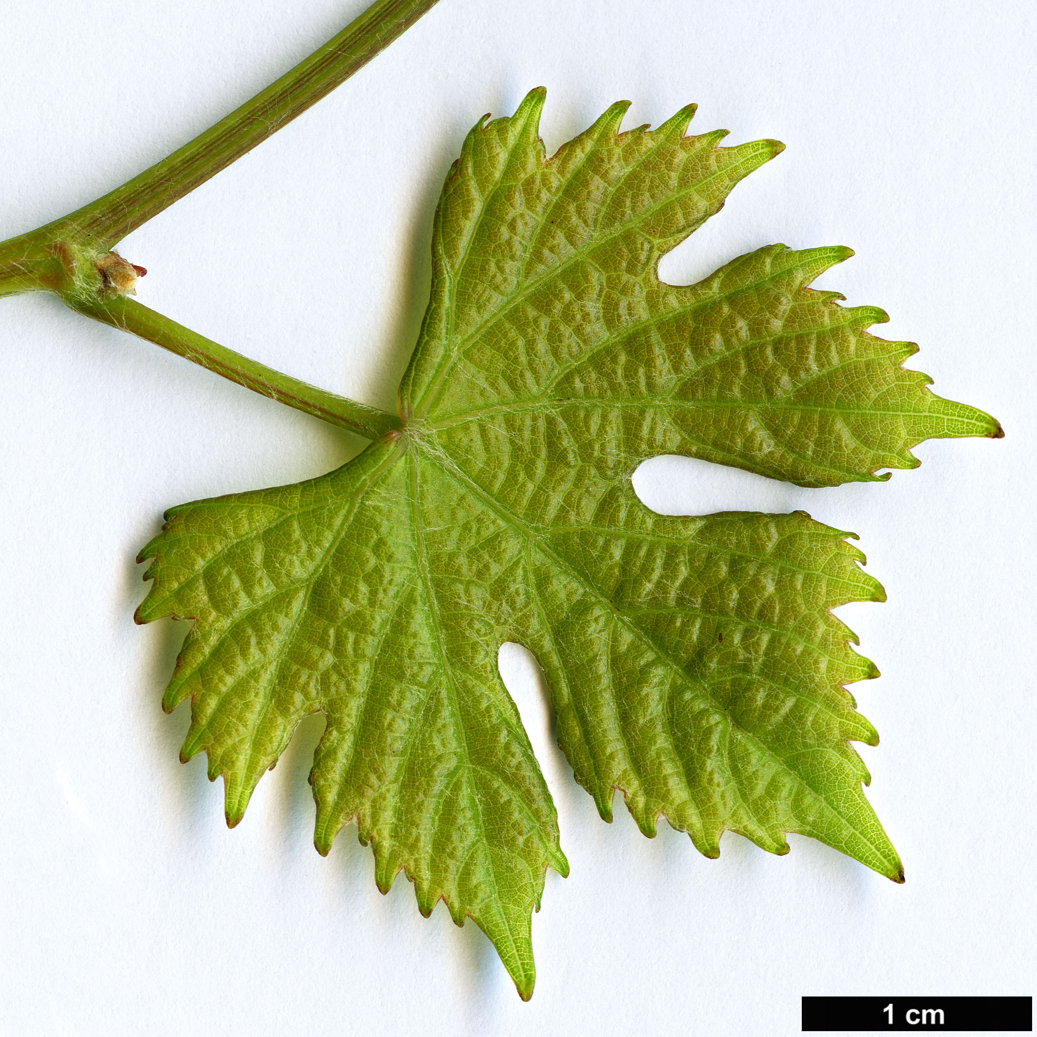High resolution image: Family: Vitaceae - Genus: Vitis - Taxon: vinifera - SpeciesSub: subsp. vinifera 'Completer'